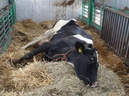 main reason the cow cannot get up, despite correction of the initial deficiency. We call this downer cow syndrome.