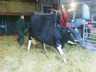 energy source. Turn at least every 3 hours Taking the pressure of the hind limb that is trapped between the cow and the floor regularly, helps to prevent downer cow syndrome.