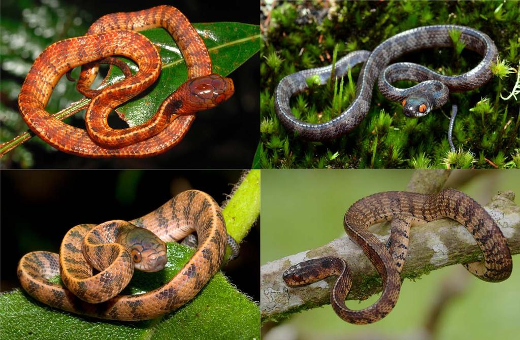 FIGURE 3. Coloration of a hatchling Asthenodipsas vertebralis from Fraser s Hill, Pahang (upper left LSUHC 9100) and a subadult female from Bukit Larut, Perak lower right LSUHC 9837.
