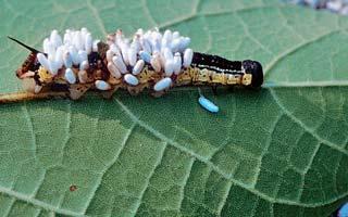 Life and Death for the Catalpa Hornworm.