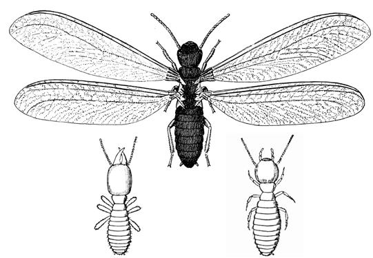 The order Trichoptera (tricho = hair, ptera = wing) contain the caddisflies. These insects spend their juvenile life in the water, then emerge as winged adults.