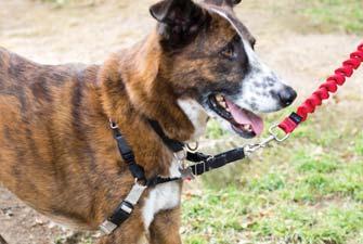 Cons: No one harness works best for every dog, due to different body shapes and designs.