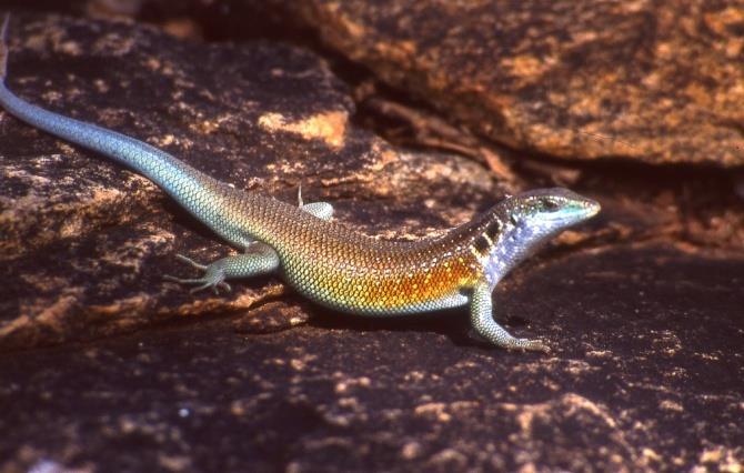 Five-lined skink Trachylepis quinquetaeniata (Figs.