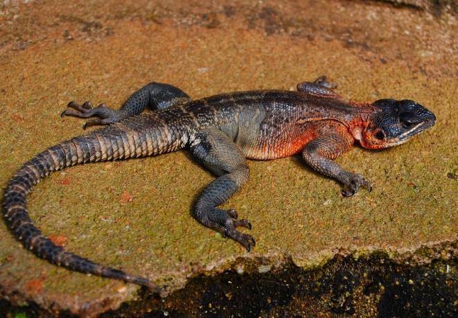 Here we saw a number of Kenyan red-headed rock agamas [A. (agama) lionotus] and fivelined skinks (Trachylepis quinquetaeniata), but neither were collected.
