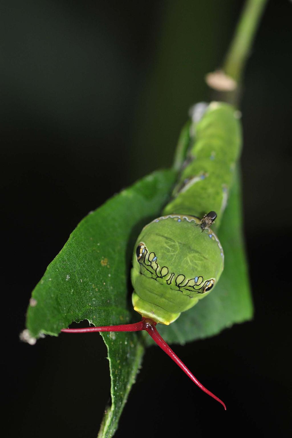 Far left and above, a caterpillar of