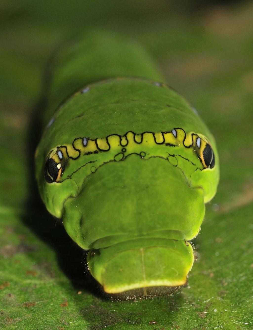 Left, a close-up portrait of a caterpillar of the Common Mormon butterfly
