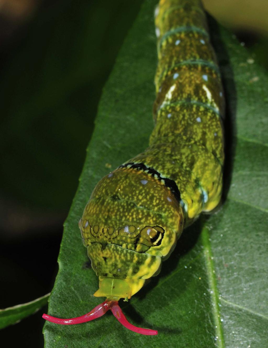 Left, a lateroventral view of a caterpillar of