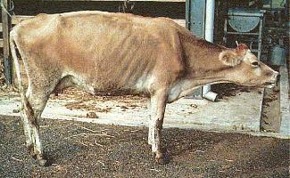 Illness in Cattle photo