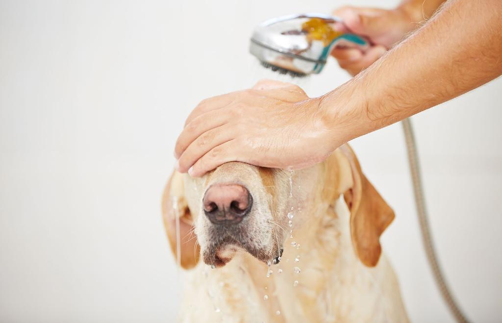 Dog hygiene Checking a dogs ear s at least once per week help prevent any complications to the dogs ear that could be caused by, redness, inflammation, ticks, mites and unusual odors.