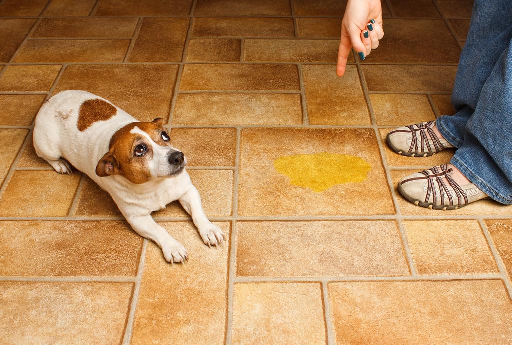 Worst training techniques and Common Mistakes 3. If the dog defecates in the house on the floor, do not stick his nose in it to try to show the dog that it was bad what the dog did.