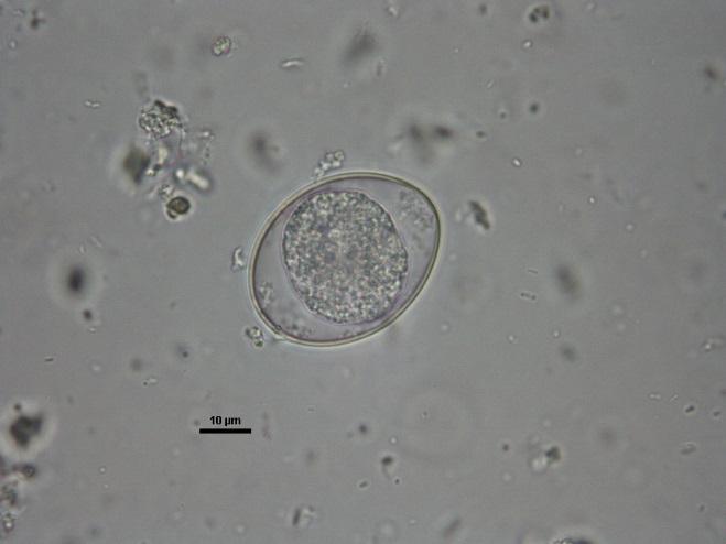 Felie Cystoisospora felis Large oval oocyst,