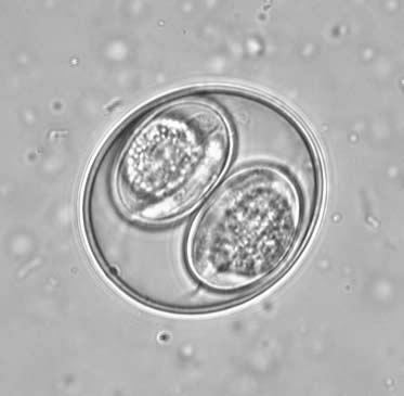 Morphology Oocyst Species-specific size, shape, -usually oval to spherical, sigle-cell embryo whe