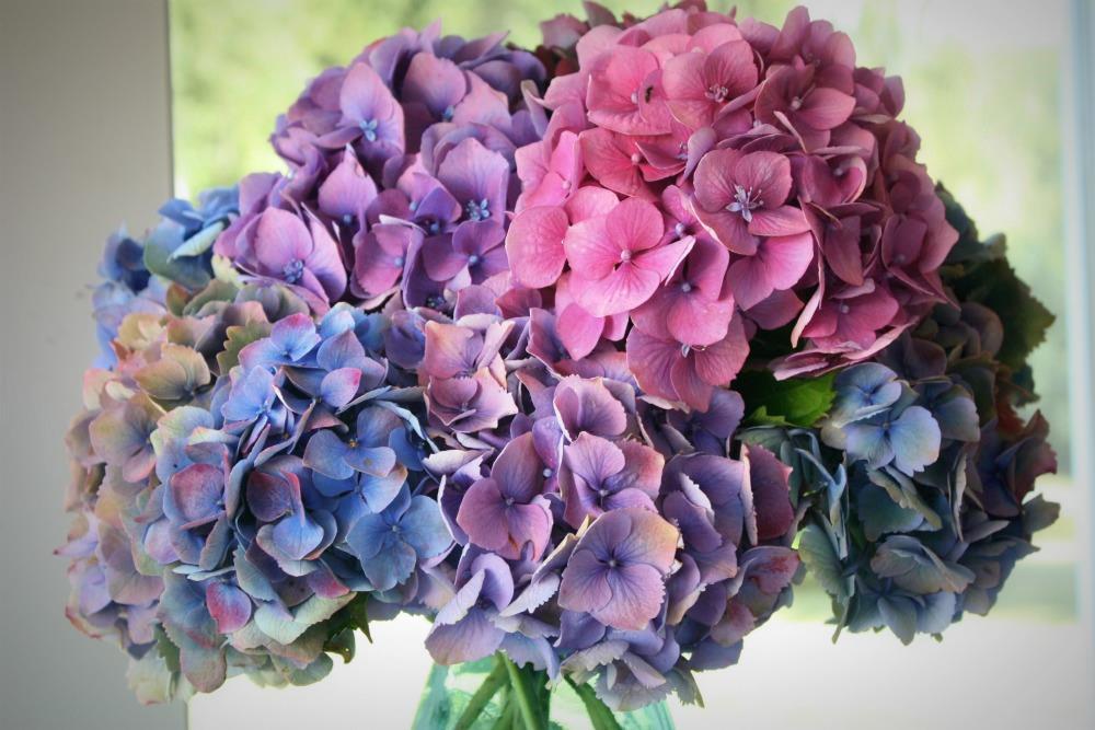 Environmental impact on phenotype What about color-changing hydrangeas?