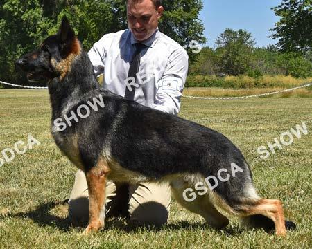 American Bred Dogs GSDC of Greater Eugene Specialties, July 15 th & 16 th 2017 15 SAT AM: RWD SAT PM: WD/BOW SUN: WD/BOW Windvane's Macho Man Big Sky dog, DN43609701,