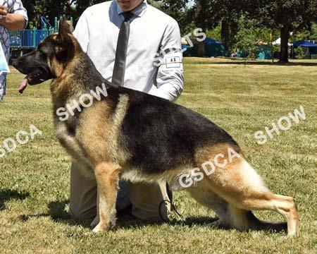 Open Dogs GSDC of Greater Eugene Specialties, July 15 th & 16 th 2017 New Champion 11 SAT AM: WD/BOW SAT PM: Abs SUN: Abs RoChar's Talk of the Town, dog, DN37110301, 5/15/2013 Breeder: Robert T