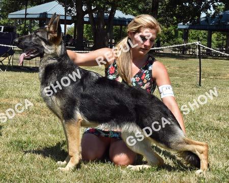 Puppy Bitches, 6 -- 9 months GSDC of Greater Eugene Specialties, July 15 th & 16 th 2017 BITCHES 16 SAT AM: WB/BP SAT PM: BP SUN: BP Norberge's Kiss Me Under the Mistletoe of Clayfield.