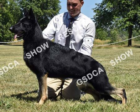 GSDC of Greater Eugene Specialties, July 15 th & 16 th 2017 26 SAT AM: 4 th SAT PM: 4 th SUN: 4 th Kris-T's Chicago Blackbeari, bitch, DN46708503, 7/15/2016, Breeder: Christine Carter & Susan