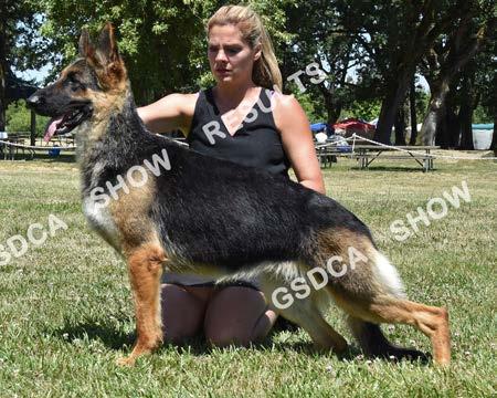 Open Bitch GSDC of Greater Eugene Specialties, July 15 th & 16 th 2017 6 SAT AM: 1 st SAT PM: 1 st SUN: WB Woodside's Charming, bitch, foreign Reg #: CE631809, 3/6/2015, Breeder: Sandy Anderson, By: