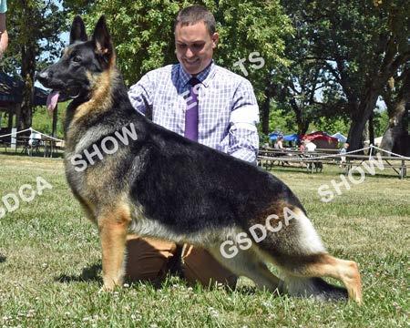 GSDC of Greater Eugene Specialties, July 15 th & 16 th 2017 BEST OF BREED 9 SAT AM: SEL SAT PM: SEL