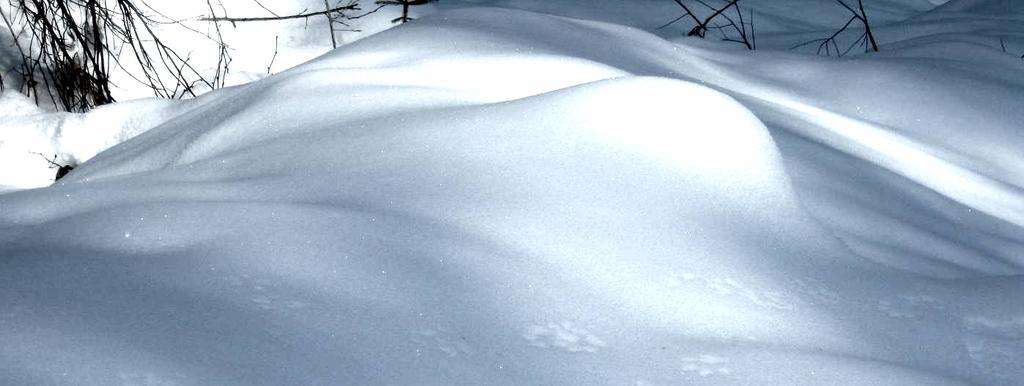 Figure 1. Fresh wolf tracks registered in the surface hoar-frost, typical of the fresh tracks observed in the 2010 census, were excellent for determining pack size.