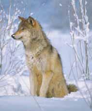 Wolves that live in forests eat mice, rabbits, deer, and moose. Wolves in Alaska also eat caribou or oxen.