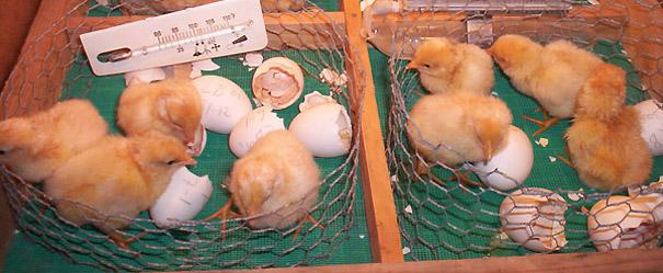 If we take egg shell temperatures (embryo temperatures) at 18 days of incubation, we will see that Cobb eggs will be 0,7 to 1,0ºF warmer than Ross eggs.