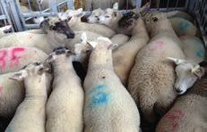 They farm 265ha with a clear focus to maximise lamb production off grass and kilograms of lamb sold per ewe.