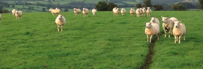 Everything on the farm is grass finished, using high-sugar leys, with a proportion of the farm reseeded each year to improve productivity.
