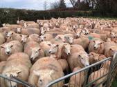 They purchase recorded rams for their Charollais flock, aiming for rams with estimated breeding values in the top 20 per cent of the breed and then select 20 pure homebred Charollais ram lambs