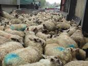 The whole flock is being used in the trial which consists of 200 two-year-olds and 150 first time lambing shearlings.