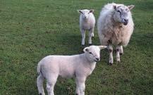 A further 1,350 Aberdale cross or Aberfield cross ewes are rearing an average 176%, with all progeny sold finished.