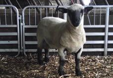 Rams were turned out with RamCompare ewes at the end of October for six weeks and achieved a conception rate of 190%.