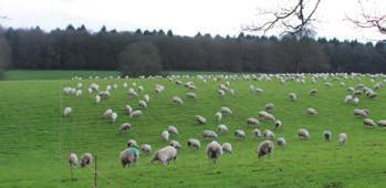Half the Lleyn ewes are mated pure to recorded Lleyn rams, providing female replacements, the other half are mated to Charollais rams. All rams bought in are performance recorded and have high EBVs.