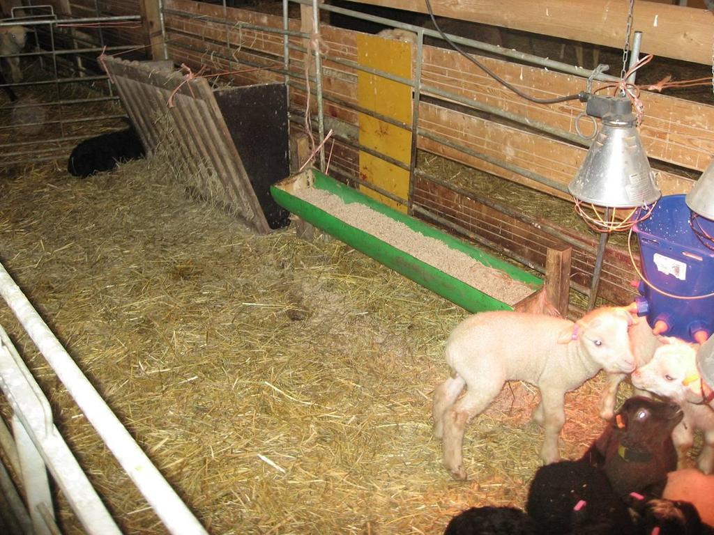 Lamb feeder and milk bar
