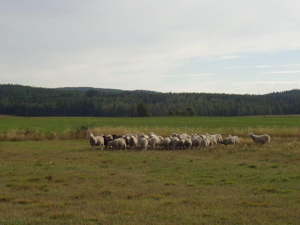 Ewes grazing in autumn in