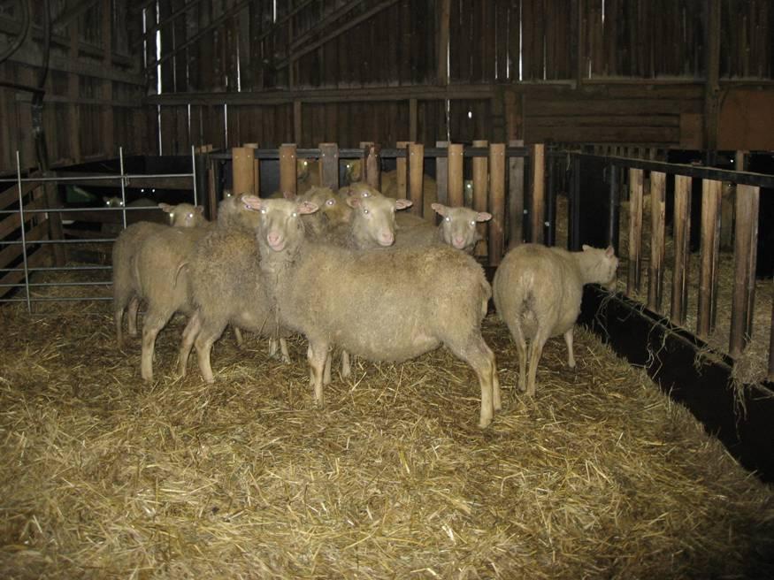 The traditional annual cycle for ewes Lactation 56 days Late