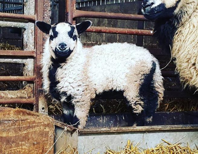 In lamb ewes in the snow Newsletter