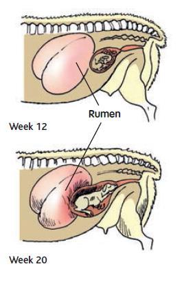 Late pregnancy last 6 weeks In addition: - Udder development - Colostrum
