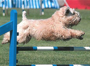 Top Agility Dogs 2013 Top Agility Dog, Soft-coated Wheaten Terrier, AgMCh. Marolou Bree Egan CGN, CDX, RE, AgMX5, AgIJ, AgXJ, AgMXJ2, owned by Diane Guillotte. Total No.
