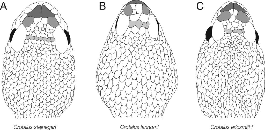 June 2008] HERPETOLOGICA 251 FIG. 4. Ventral aspect of head of (A) Crotalus stejnegeri, UTA R-6234; (B) C. lannomi, BYU 23,800; and (C) C. ericsmithi, UTA R-55372, showing differences in scalation.