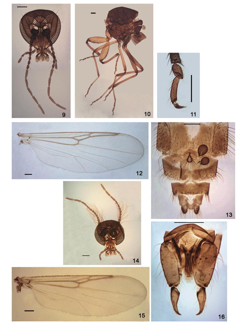 A new species of predaceous midge in the Patagonian genus... 97 Figs 9-16. Austrosphaeromias setosa sp. nov. 9-13, female, 14-16, male.
