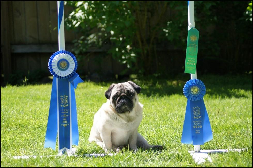 ! At the April 8th, 2017, Toy Dog Club of Puget Sound's Obedience and Rally only trials, Sampson achieved the following: AM show Rally Novice earned a 95 and second place, leg
