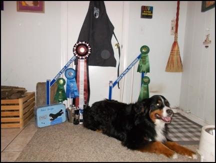Brags & Fun With our Dogs! Anja did her first ever AKC Agility run, Novice Preferred jumping 20" vs 24". Drum roll.
