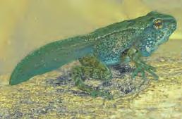 The larval stage of a frog, called a tadpole, is usually an aquatic herbivore with gills, a lateral line system resembling that of aquatic vertebrates, and a long, finned tail.