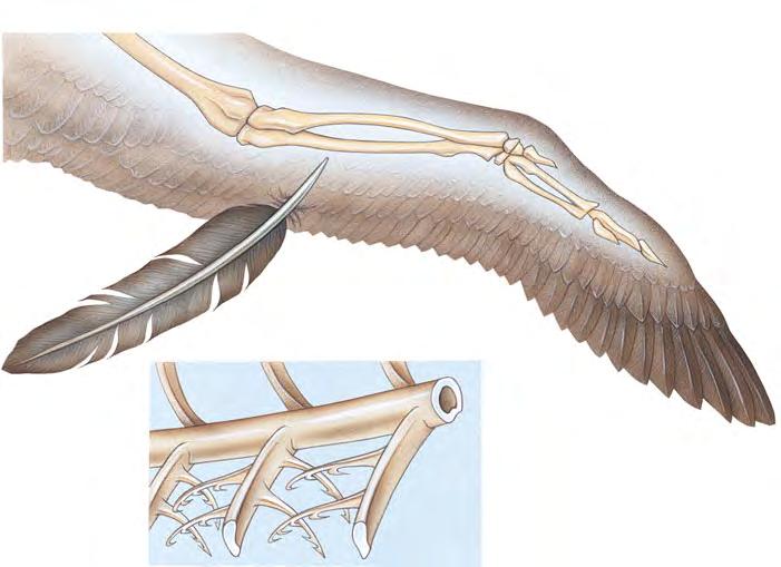 Finger 1 (b) Bone structure (a) Wing Vane Shaft Forearm Wrist Palm Finger 2 Finger 3 Shaft Barb Barbule Hook (c) Feather structure Figure 34.30 Form fits function: the avian wing and feather.