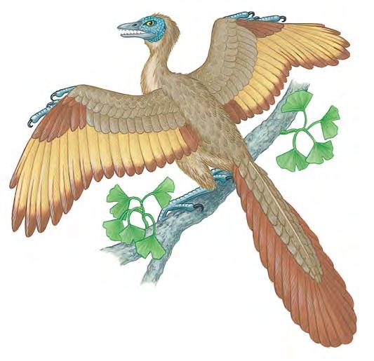 birds had feathers with vanes, and a wider range of species had filamentous feathers. Such findings imply that feathers evolved long before powered flight.
