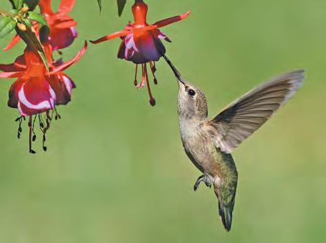 Figure 34.34 Hummingbird feeding while hovering. A hummingbird can rotate its wings in all directions, enabling it to hover and fly backwards. that can hover and fly backwards (Figure 34.34).