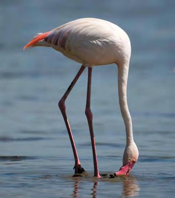 Some birds, such as parrots, have crushing beaks with which they can crack open hard nuts and seeds. Other birds, such as flamingoes, are filter feeders.