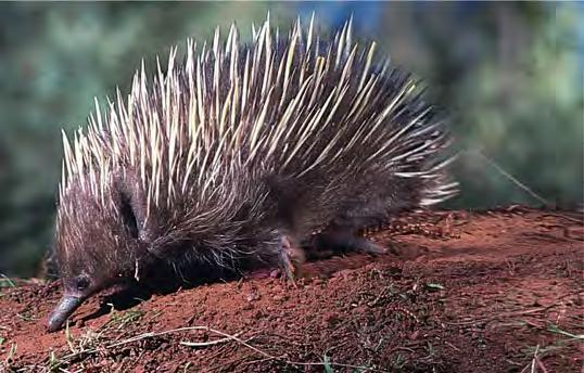 Figure 34.38 Short-beaked echidna (Tachyglossus aculeatus), an Australian monotreme. Monotremes have hair and produce milk, but they lack nipples.