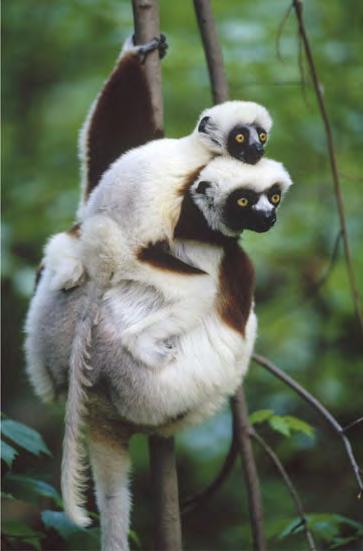 42 Coquerel s sifakas (Propithecus verreauxi coquereli), a type of lemur. include monkeys and apes and are found worldwide.